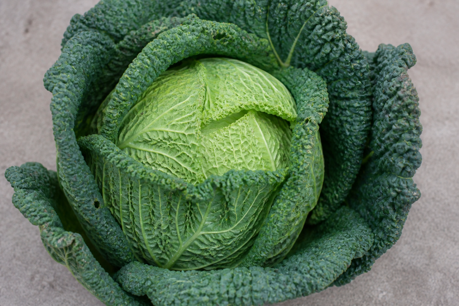 Savoy Cabbage